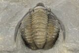 Diademaproetus Trilobite - Multi-Toned Shell Color #191870-3